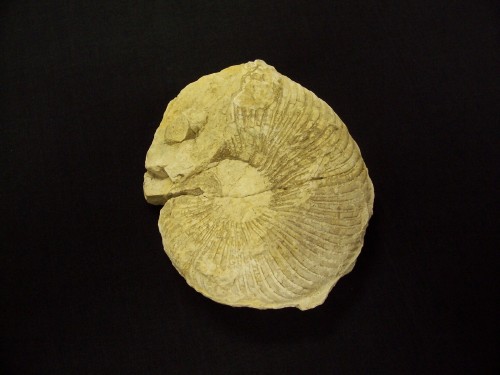 Ammonite fossil - Oxytropidoceras  GoodlandFm., Eagle Mtn. Lake, near Fort Worth, Texas, USA.