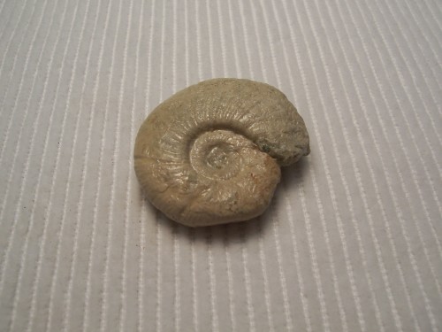 Ammonite.  Badener Fm., Mellikon/AG, Switzerland.