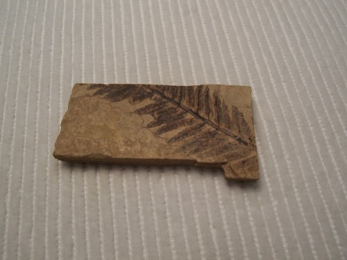 Conifer Fossil - Metaseqouia.  Driftwood Canyon, near Smithers, B.C., Canada.