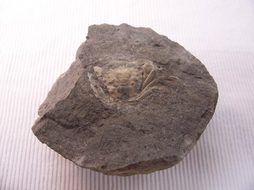 Crab Fossil.  Shelter Point Area, North of Courtenay, B.C., Canada.