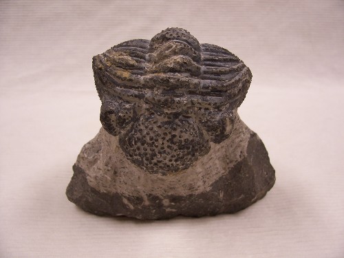 Trilobite Fossil - Phacops sp. Atlas Formation, Erfoud, Morocco.