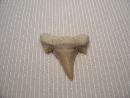 Shark Tooth Fossil - Khourigba sp.   Morocco.