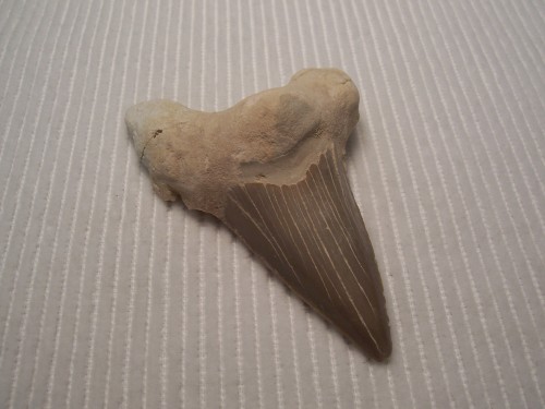 Shark Tooth Fossil - Khourigba sp.  Morocco.
