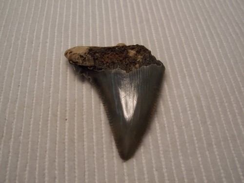 Shark Tooth Fossil. - Megalodon.  near Beaufort County, North Carolina, US