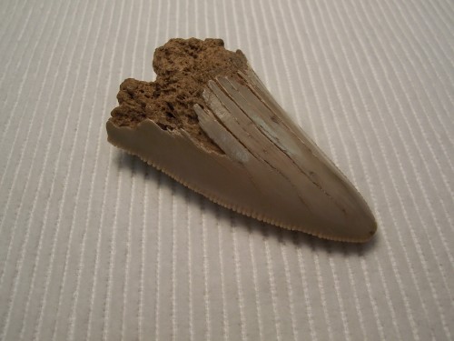 Shark Tooth Fossil. - Megalodon.  near Beaufort County, North Carolina, USA.