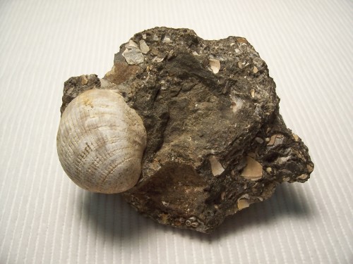 Clam Fossil.  Hornby Is., B.C., Canada.