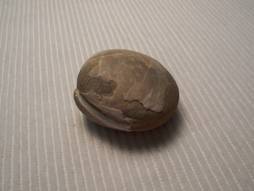 Clam Fossil.  Oregon, USA.